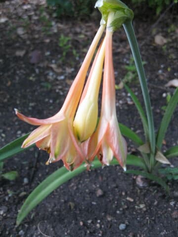 Clinanthus variegatus