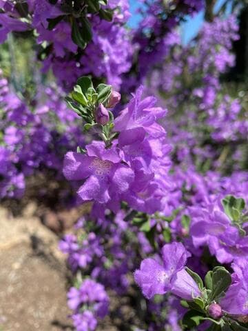 Leucophyllum frutescens 'Compactum'