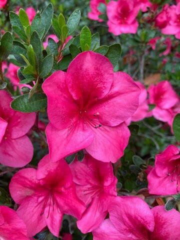 Rhododendron 'Nuccio's Wild Cherry'