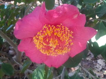 Camellia japonica 'Umegaki' (Apricot Screen)