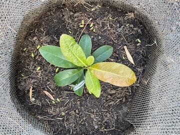 Magnolia guatemalensis ssp. guatemalensis