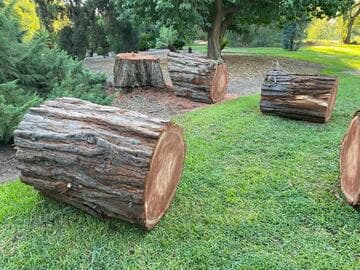 Sequoia sempervirens