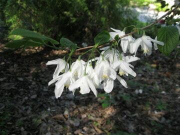 Halesia diptera var. magniflora