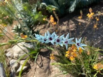 Ixia viridiflora