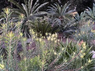 Leucadendron 'Yaeli'