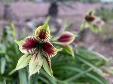 Hippeastrum papilio