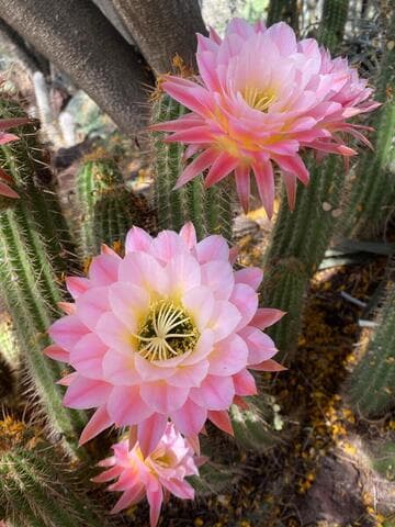 Echinopsis 'April Dawn'