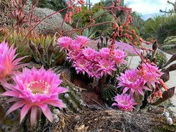 x Echinobivia 'Stars and Stripes'