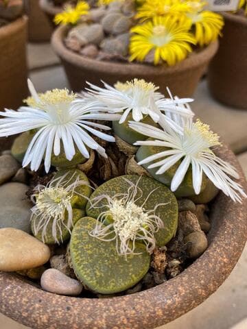 Lithops lesliei ssp. lesliei var. lesliei 'Albinica'