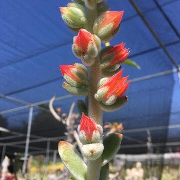 Echeveria pulvinata var. leucotricha