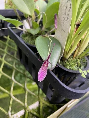 Restrepia purpurea