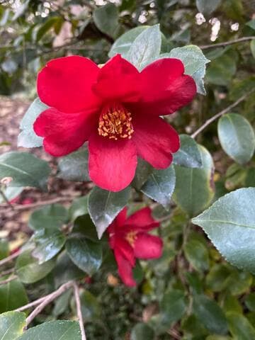 Camellia x vernalis 'Ryƒkô' (Dragon Light)