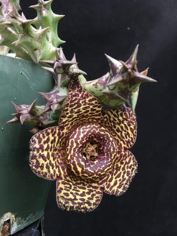 Orbea namaquensis