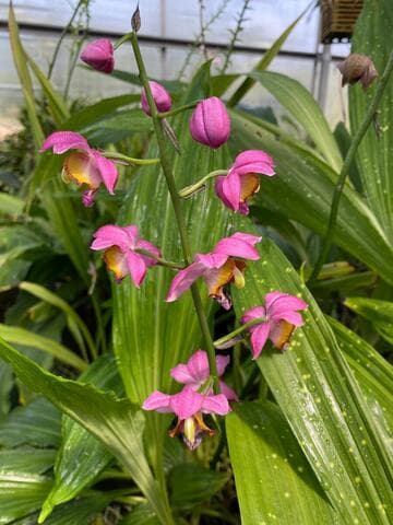 Gastrorchis humblotii var. humblotii