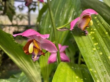 Gastrorchis humblotii var. humblotii