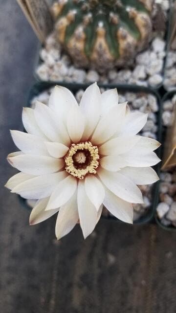 Gymnocalycium quehlianum