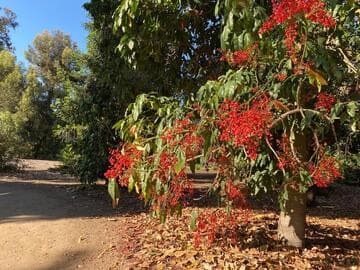 Brachychiton acerifolius