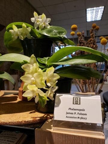 Phalaenopsis James P Folsom