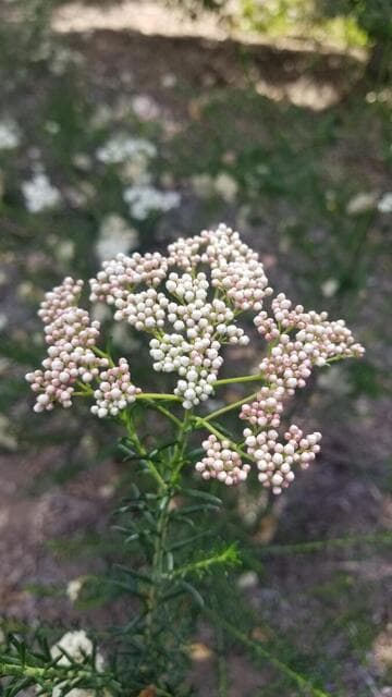 Ozothamnus diosmifolius 'Pink'