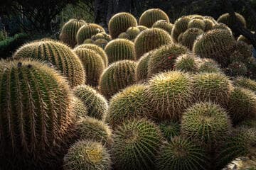 Echinocactus grusonii