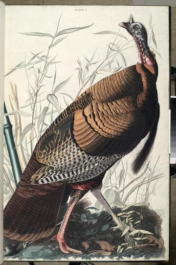 The birds of America : from original drawings