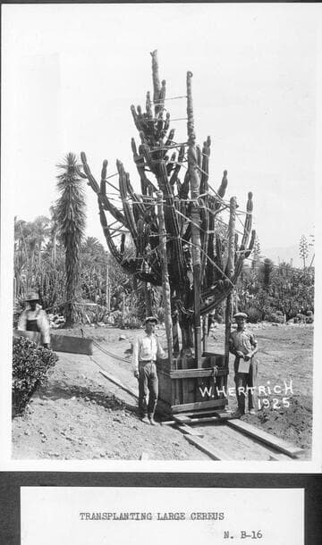Transplanting a large cereus, 1925