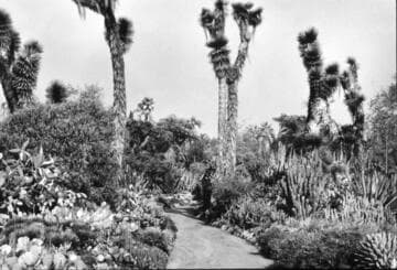 Desert garden, general view, central path
