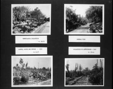 Desert garden views of dasylirion and mammillaria collections and agaves, aloes, and yuccas