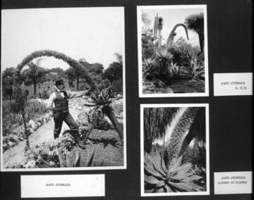 Desert garden photographs of flowering agave attenuata plants