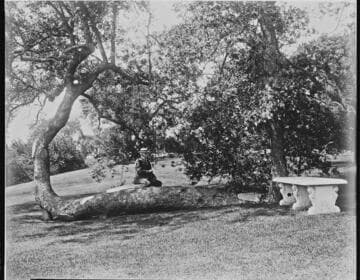 Henry E. Huntington resting on a tree trunk on the San Marino ranch grounds, circa 1912
