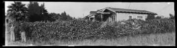 Rose fence, Los Angeles. June 15, 1923