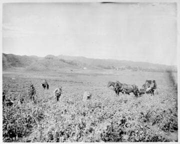 Picking Peas in winter at Hammel & Denker Ranch foothills west of Hollywood