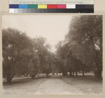 Olive orchard on the Shorb estate near Huntington Drive, circa 1890
