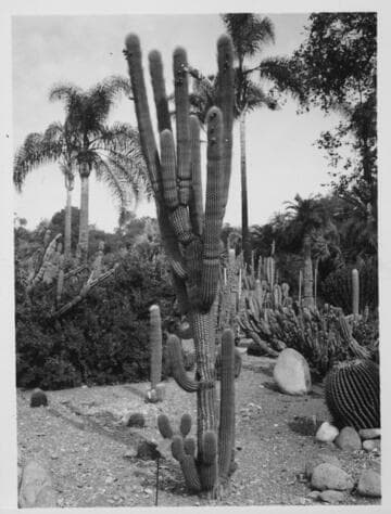 Cephalocereus scoparius, 1934