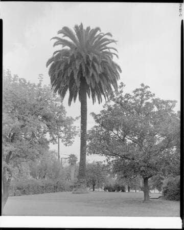 Yard with palm tree, Polytechnic Elementary School, 1030 East California, Pasadena. 1935