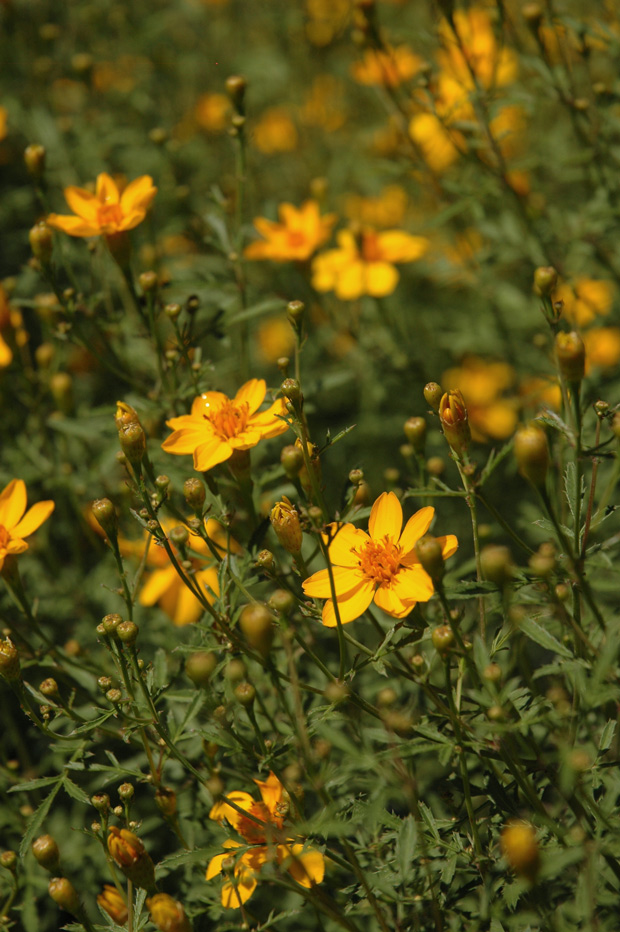 Tagetes lemmonii compacta. Photo by Lisa Blackburn. Tagetes lemmonii compacta. Photo by Lisa Blackburn.