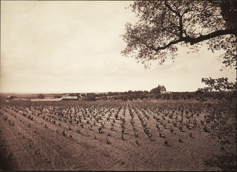 Pasadena, Below Carter's Ranch, 1877. Pasadena, Below Carter's Ranch, 1877.